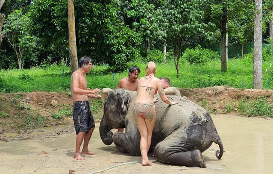 ทัวร์ สปาช้าง สมุย อาบน้ำช้าง Samui Elephant Mud Spa